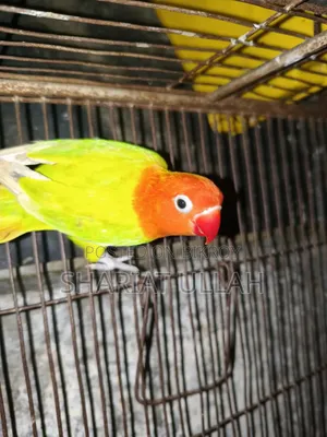 Love Bird