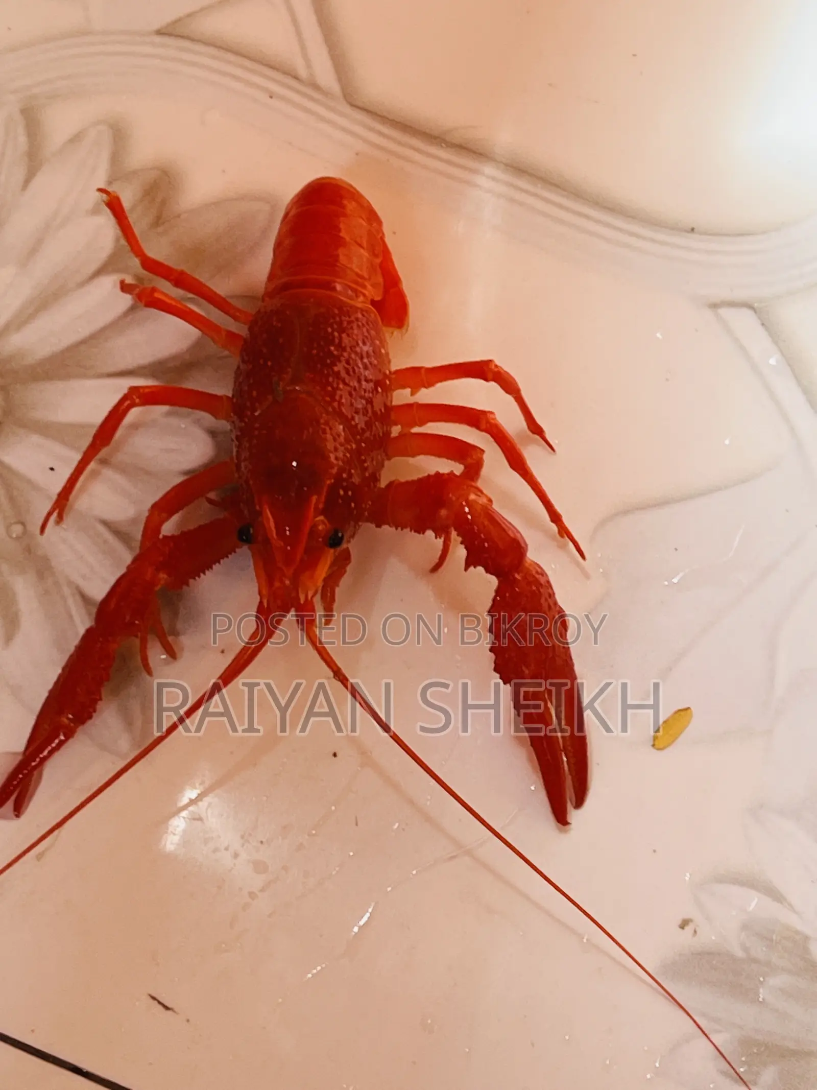 Big Red Clarki Crayfish