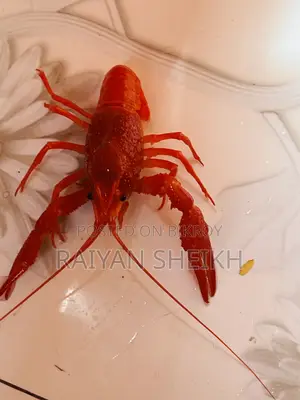 Big Red Clarki Crayfish