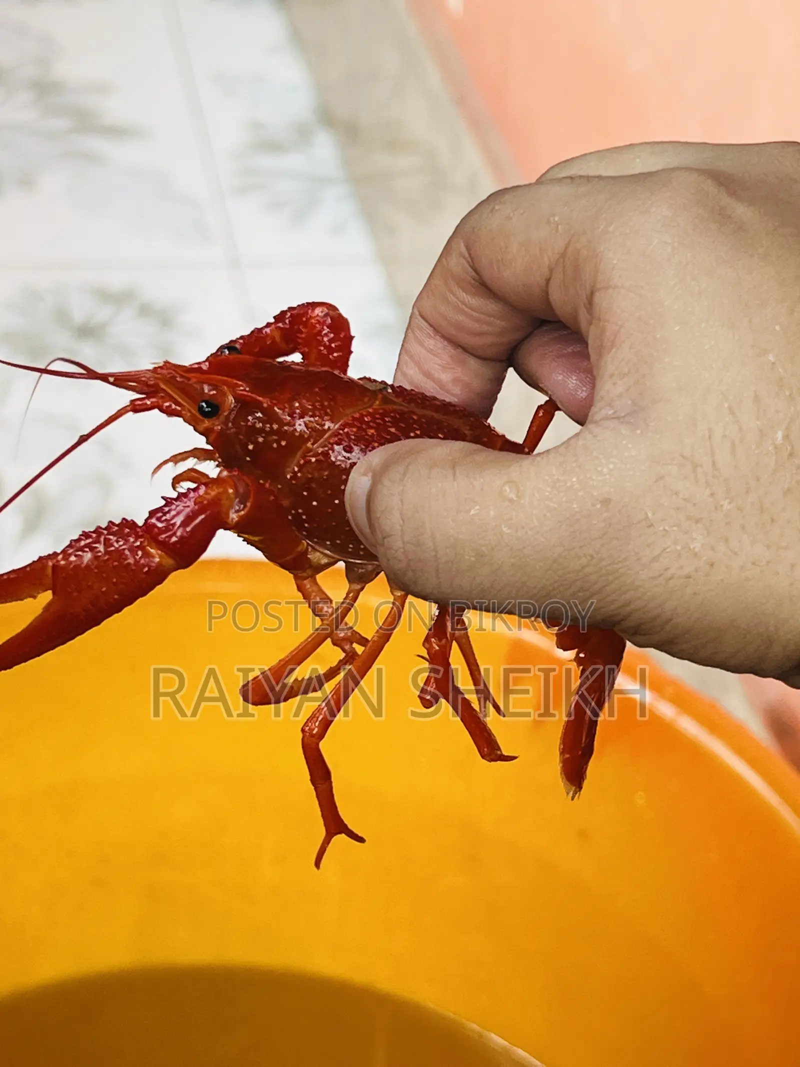 Big Red Clarki Crayfish