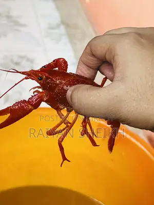 Big Red Clarki Crayfish