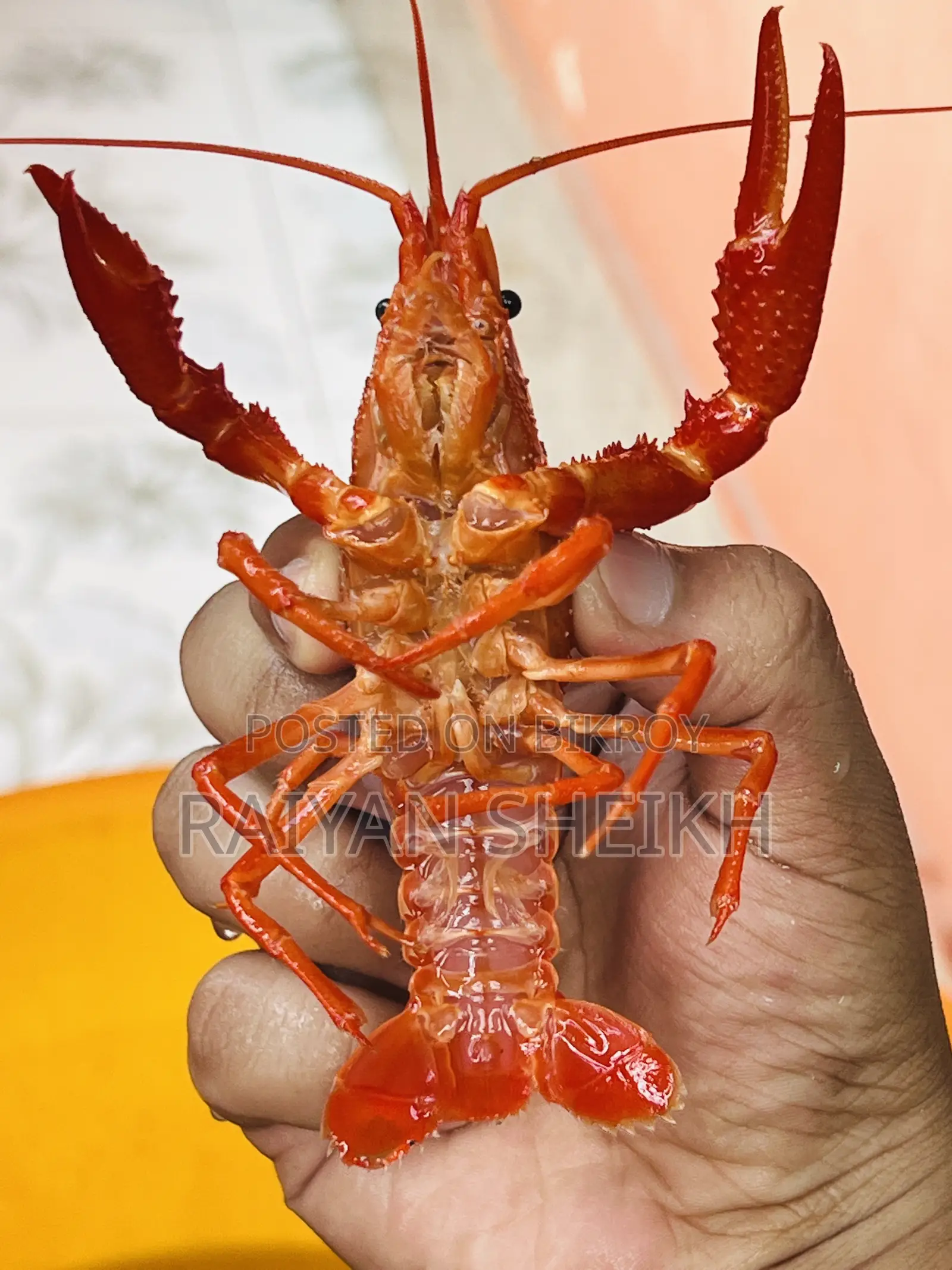 Big Red Clarki Crayfish