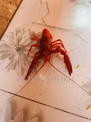 Big Red Clarki Crayfish