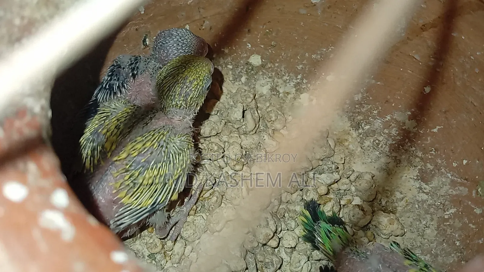 Budgerigar bird family with cage bowl