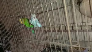 Budgerigar bird family with cage bowl