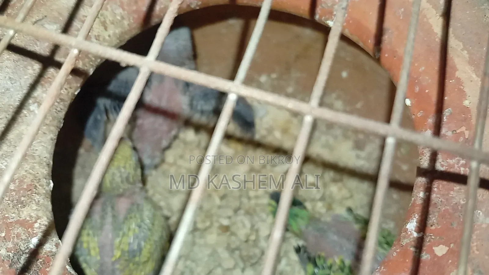 Budgerigar bird family with cage bowl