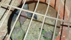 Budgerigar bird family with cage bowl