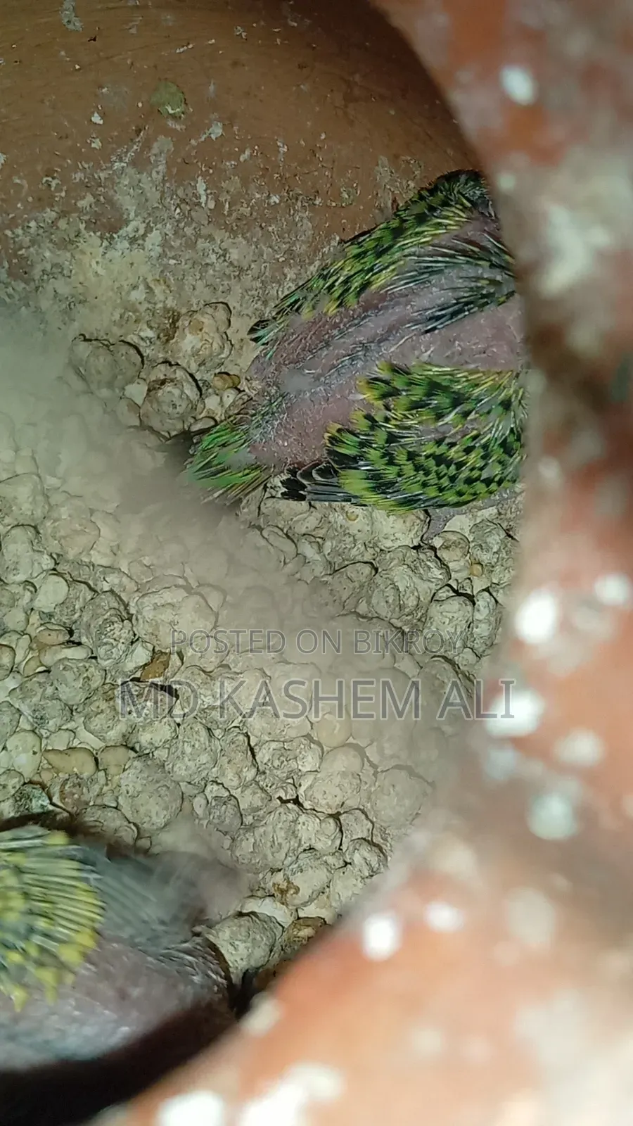 Budgerigar bird family with cage bowl