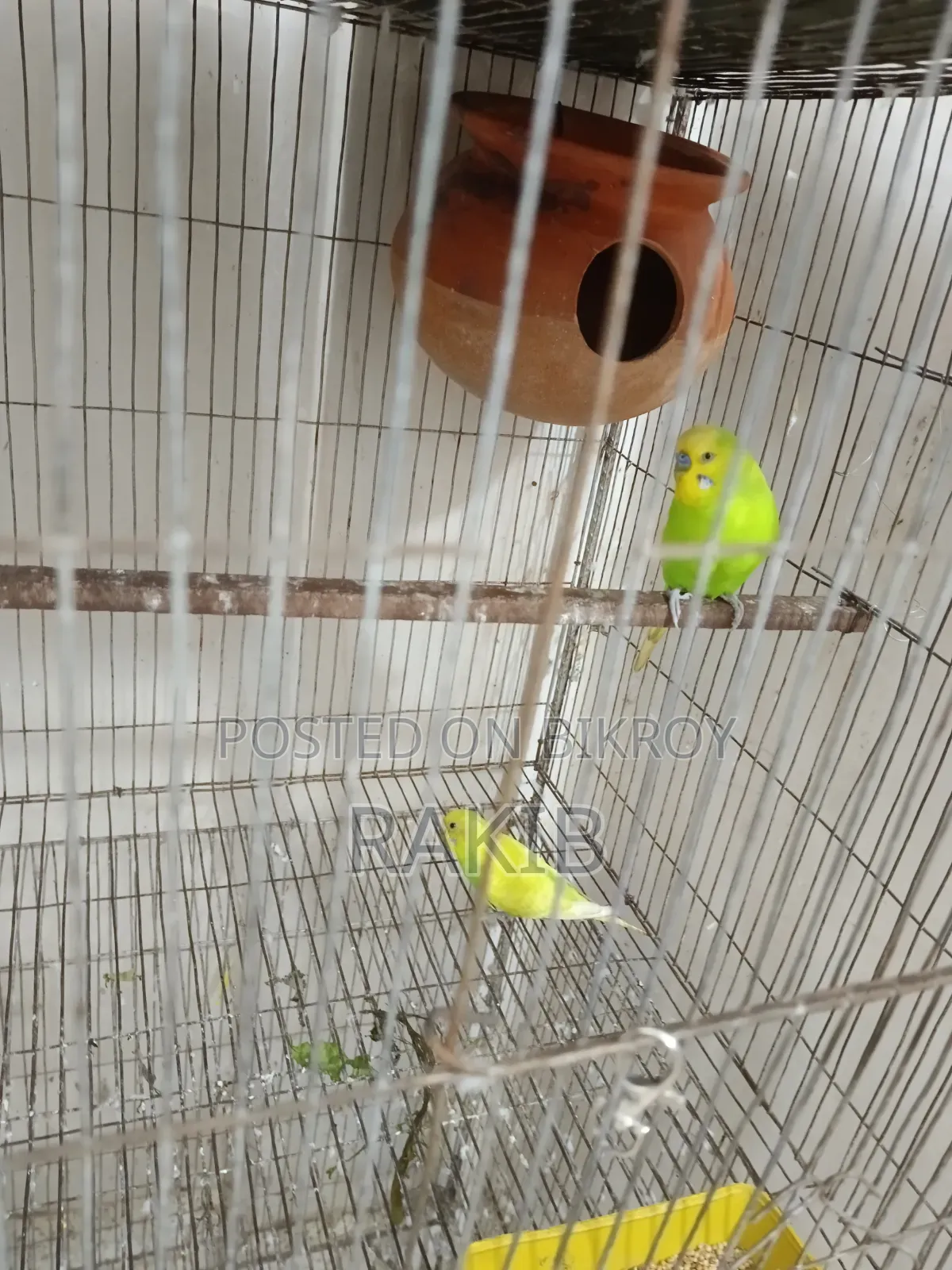 Budgerigar birds with cage