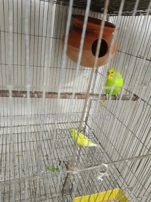 Budgerigar birds with cage