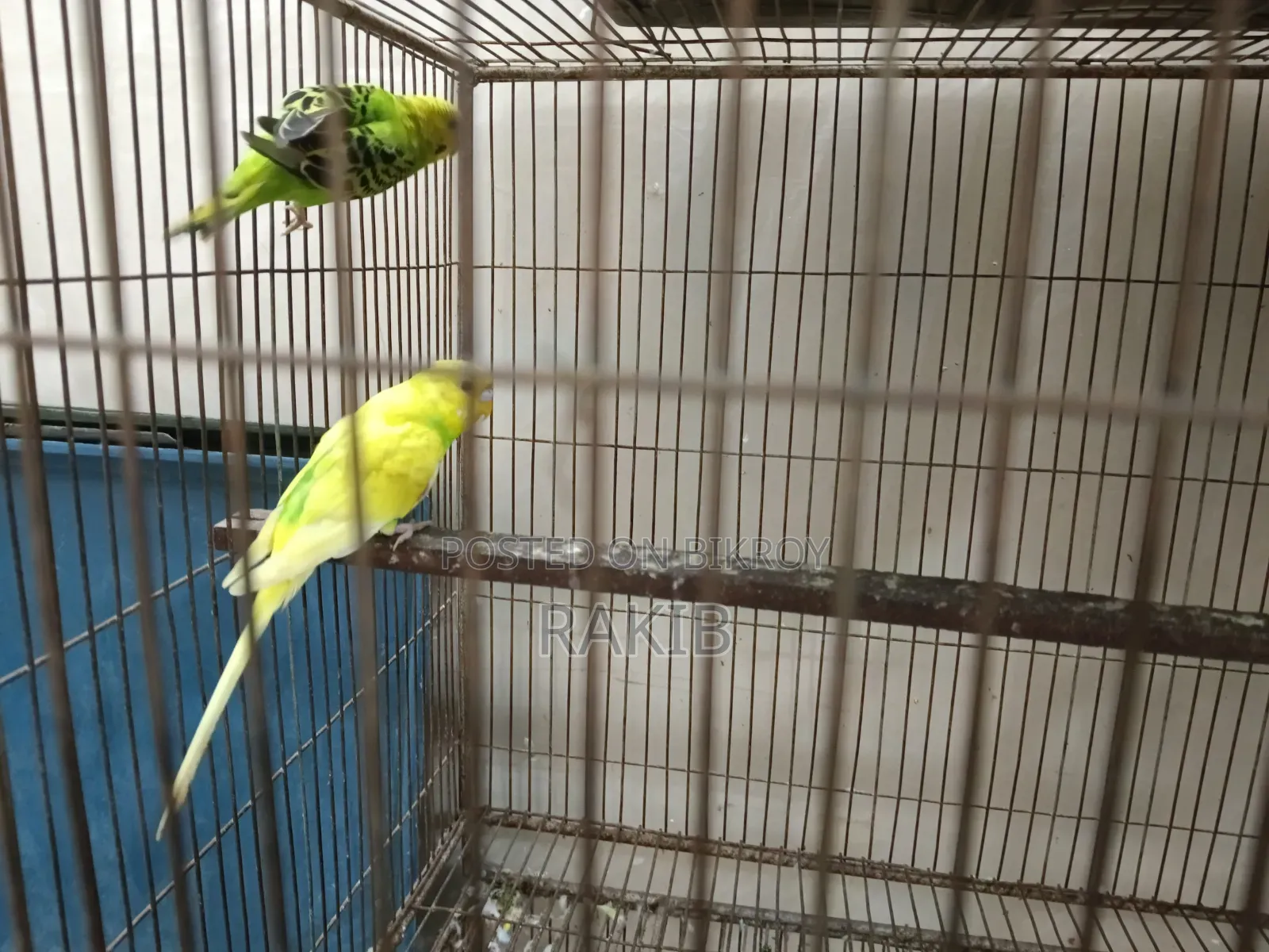 Budgerigar birds with cage