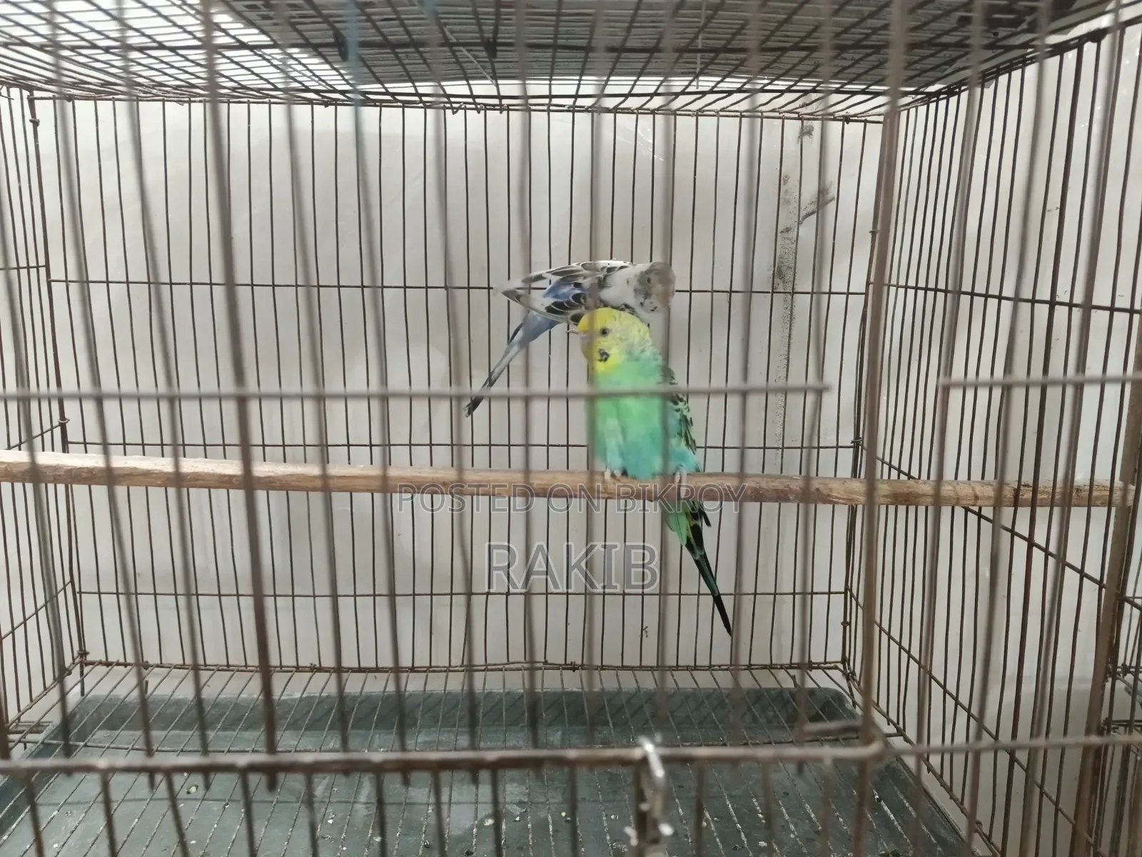 Budgerigar birds with cage
