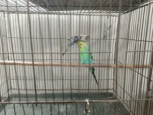 Budgerigar birds with cage