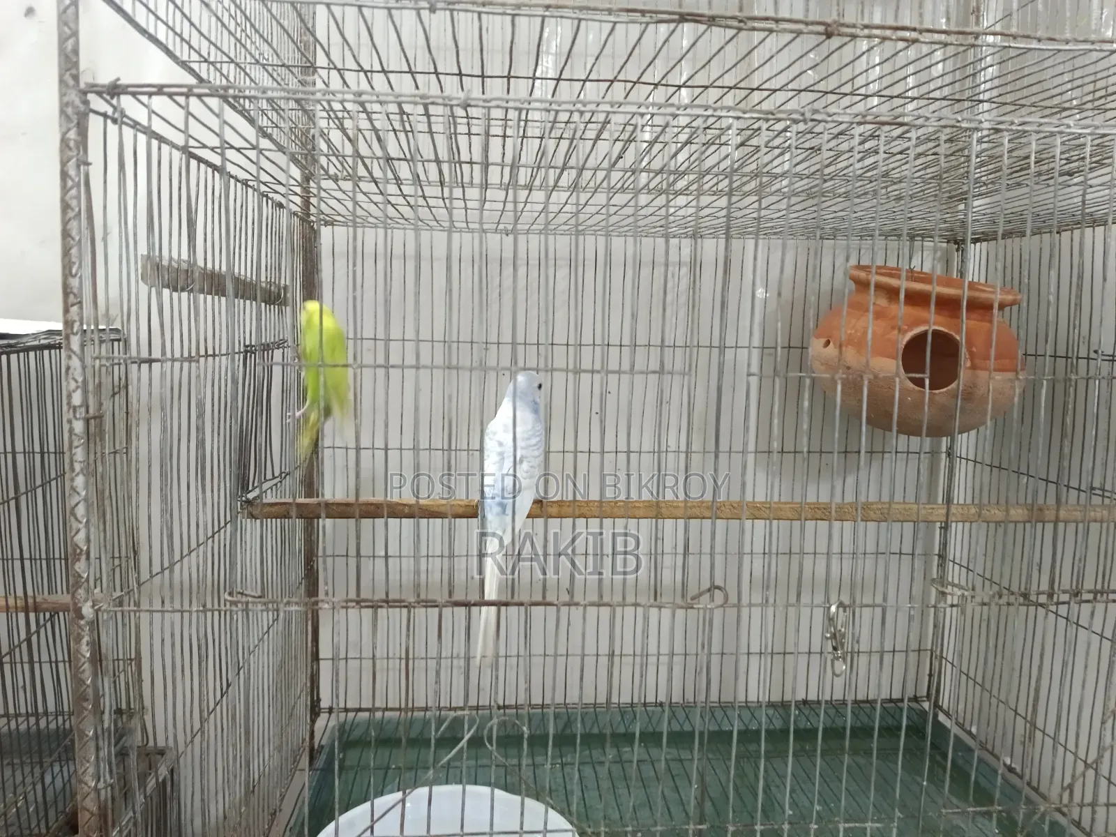 Budgerigar birds with cage