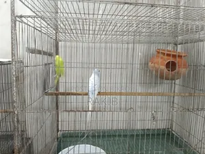 Budgerigar birds with cage