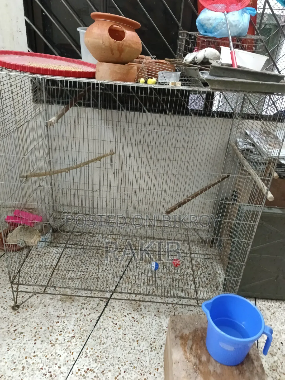 Budgerigar birds with cage