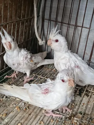 বার্ড ককাটেল ককাটেল বেবি