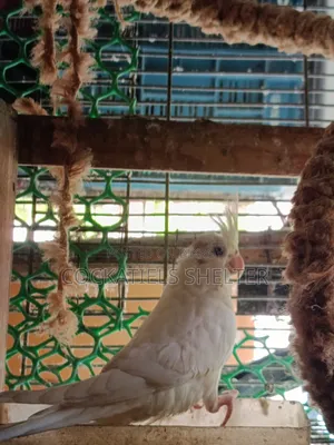 Bird Cockatiel Cockatiel Baby
