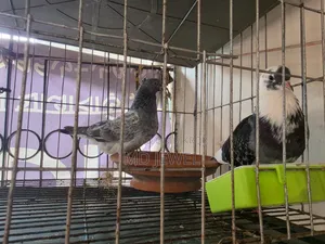 কবুতরের খাঁচা এবং কবুতর বিক্রি করা হবে