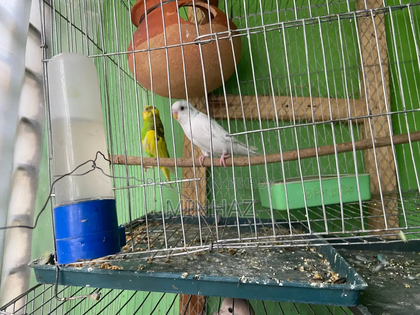 বাজিগর পখি