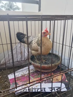 Desi Hen