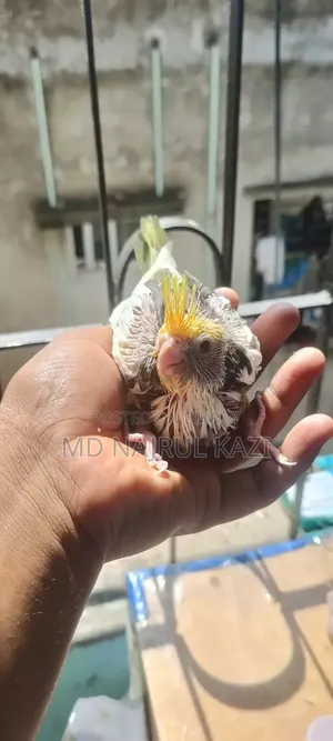 ককটেল বেবি