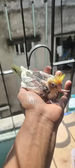Cockateel Baby