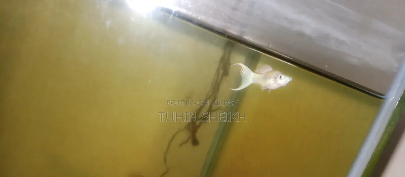Full Active Fish for Sale
