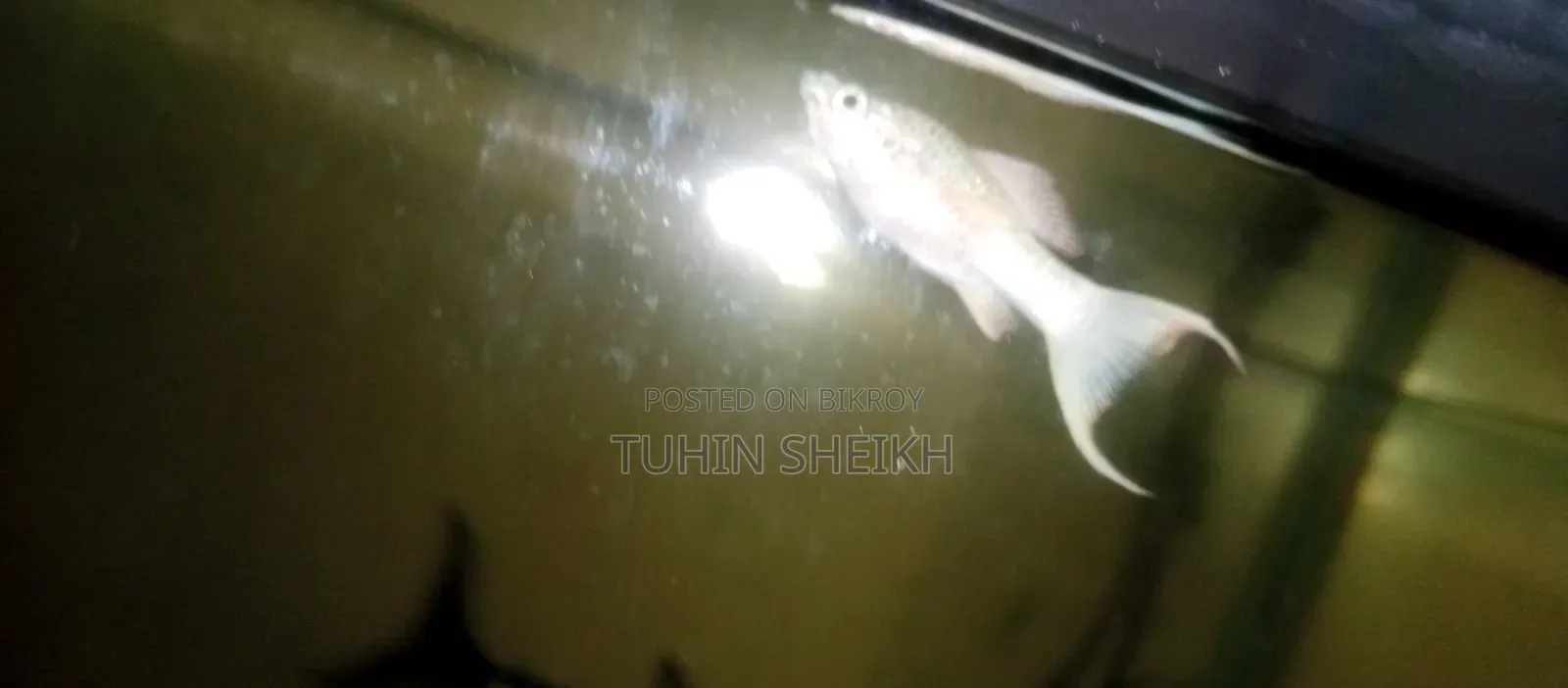 Full Active Fish for Sale