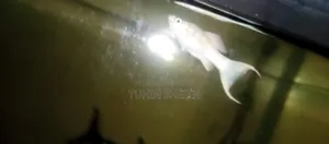 Full Active Fish for Sale