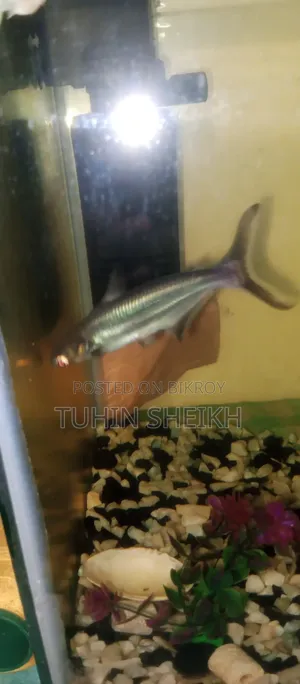 টাইগার সার্ক বিগ সাইজ ফুল একটিভ