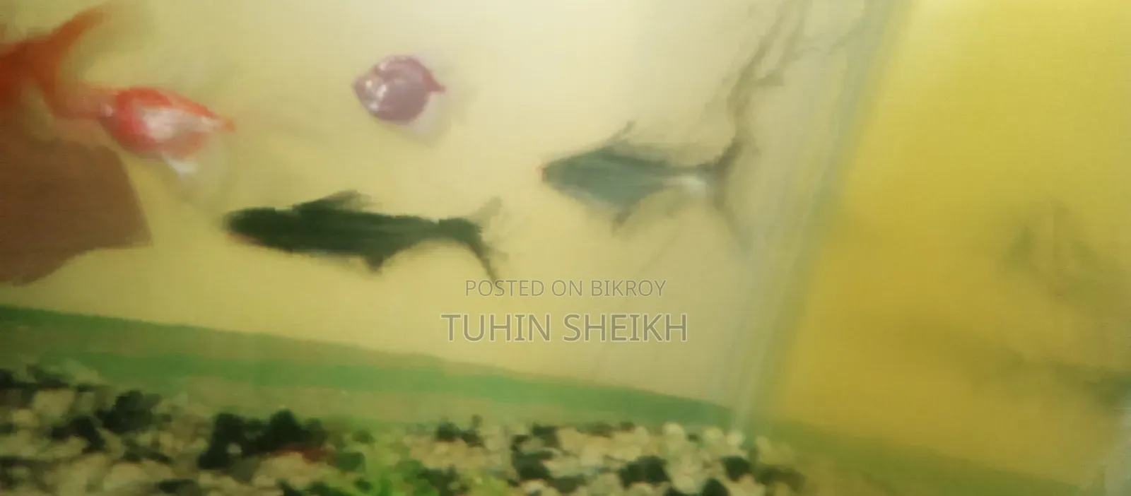 টাইগার সার্ক বিগ সাইজ ফুল একটিভ