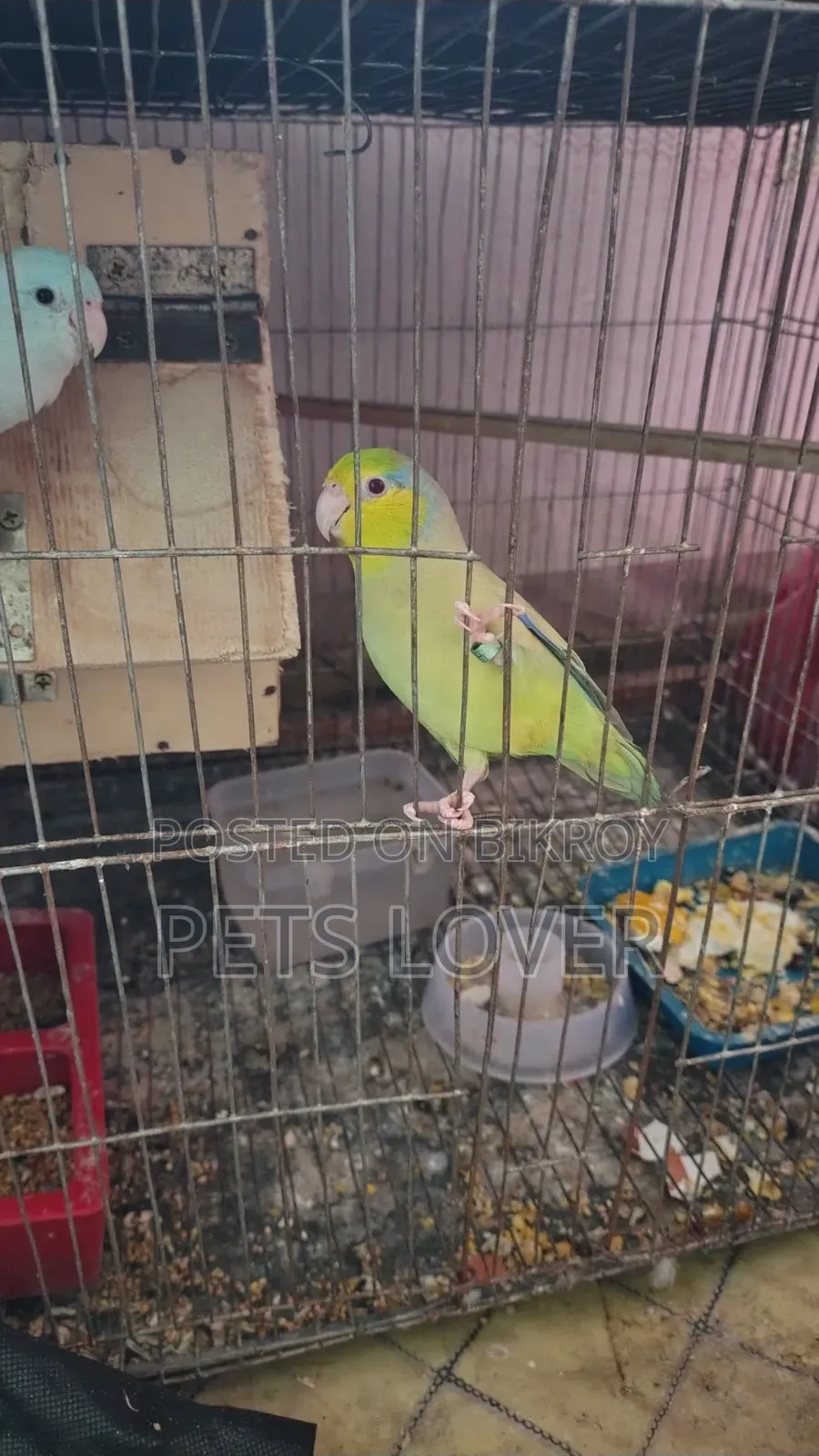Forpus Parrot