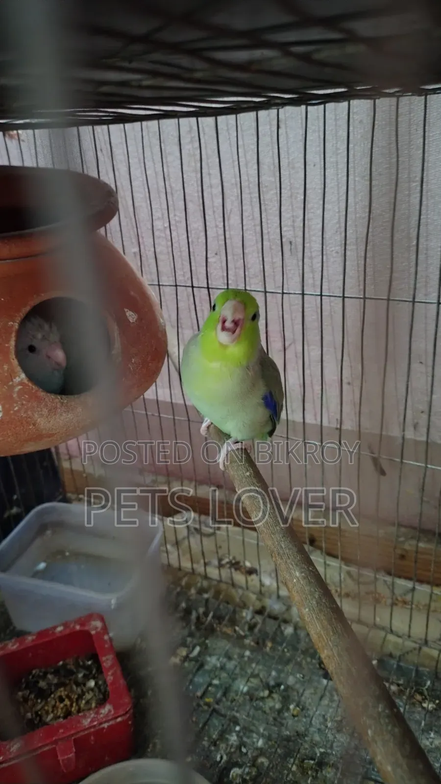 Forpus Parrot