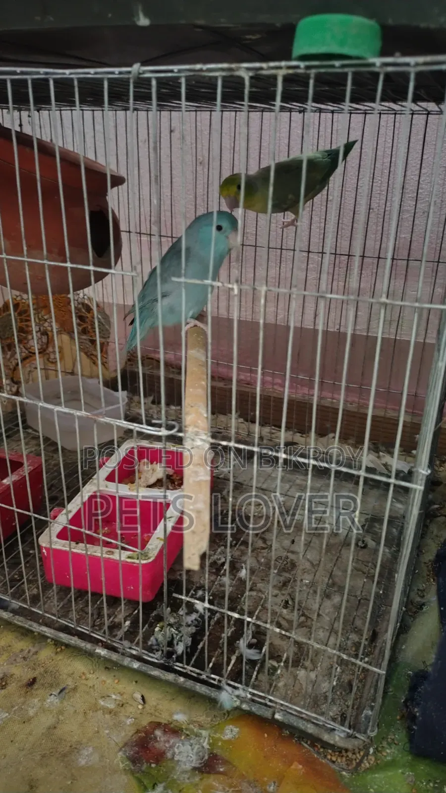 Forpus Parrot