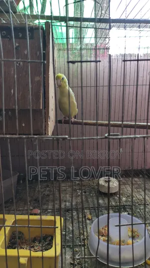 Forpus Parrot