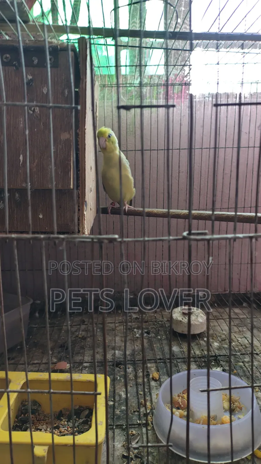 Forpus Parrot