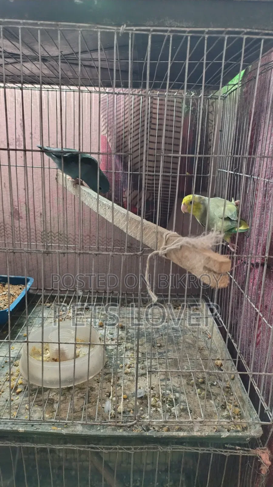 Forpus Parrot