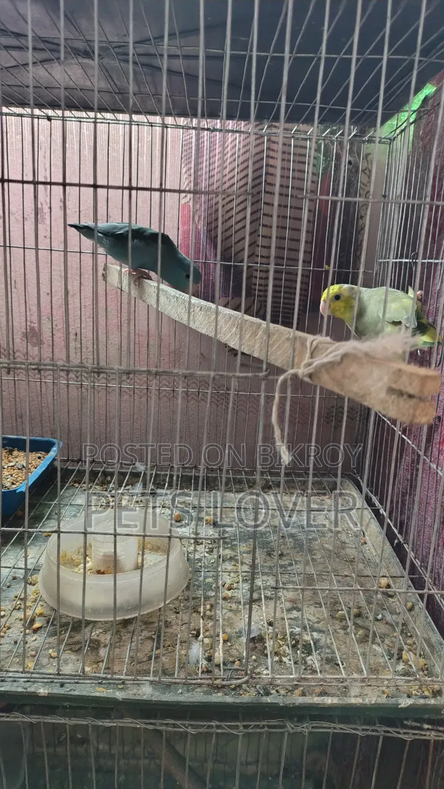 Forpus Parrot