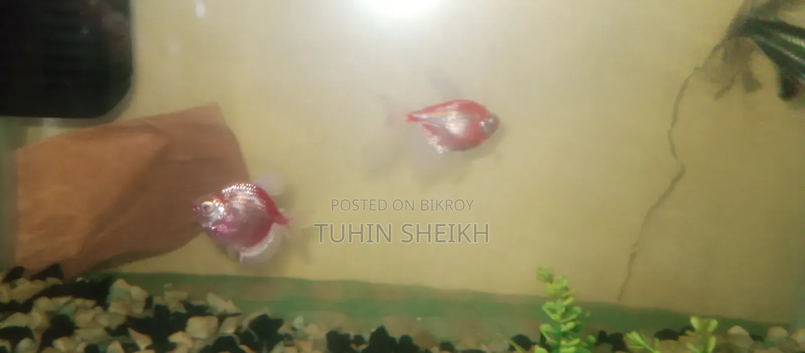 বড় জাইজের নিয়ন টেট্রা বিক্রি হবে ফুল একটিভ