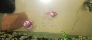 বড় জাইজের নিয়ন টেট্রা বিক্রি হবে ফুল একটিভ