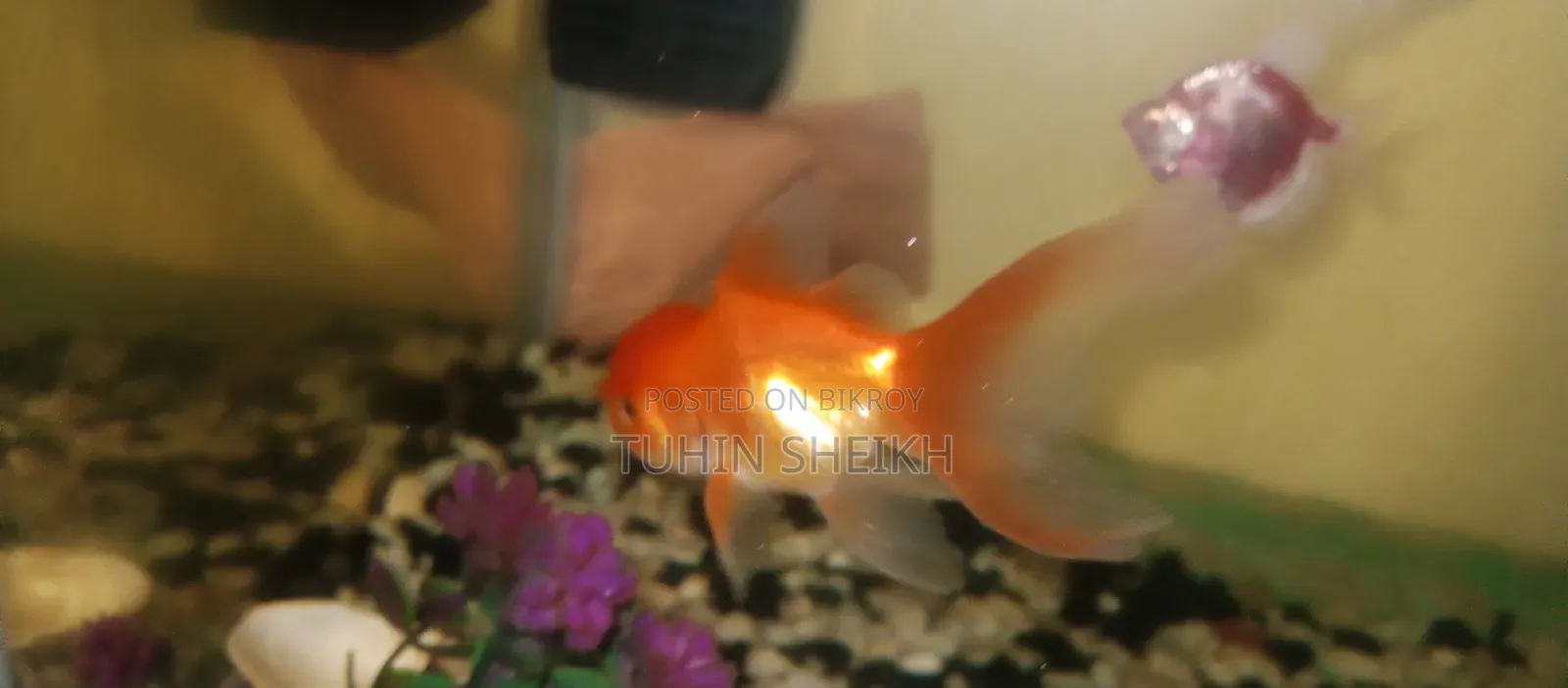 অরেন্ডা গোল্ড ফিস বিক্রি হবে ফুল একটিভ