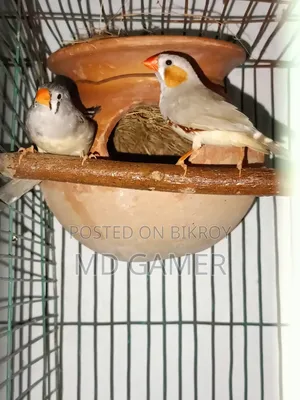 দুই জোড়া প্রিন্স পাখি