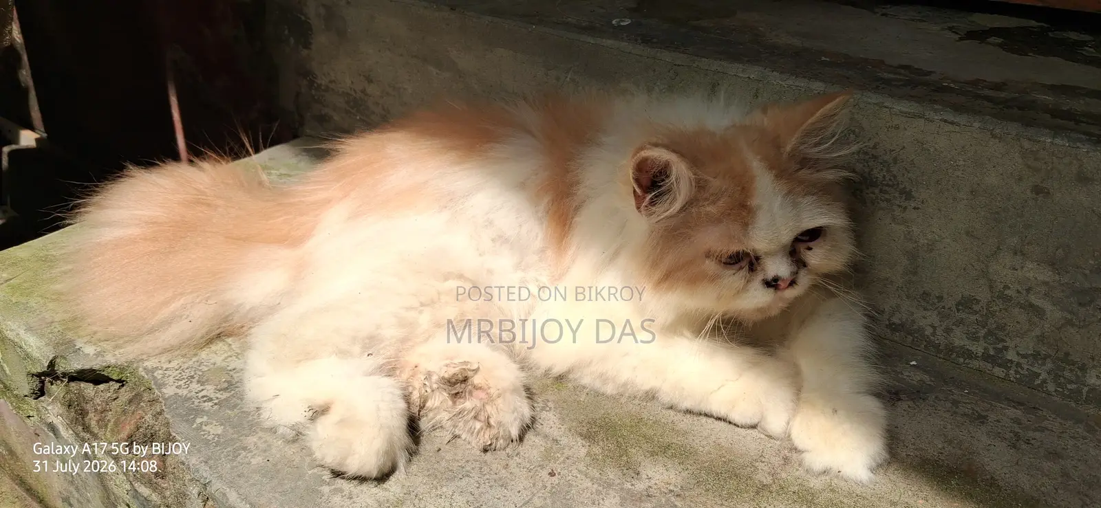 ৩-৬ মাসের মেল পিউরব্রেড পার্সিয়ান বিড়াল