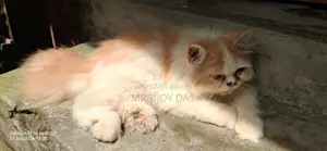 ৩-৬ মাসের মেল পিউরব্রেড পার্সিয়ান বিড়াল
