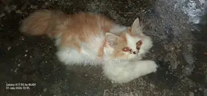 ৩-৬ মাসের মেল পিউরব্রেড পার্সিয়ান বিড়াল