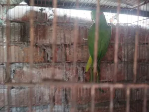 টিয়া পাখি