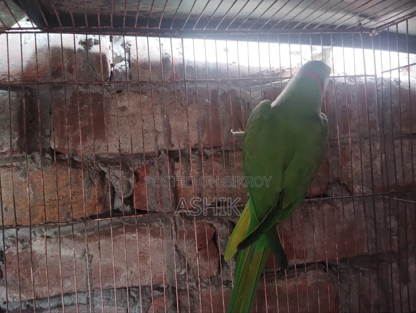 টিয়া পাখি