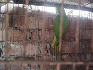 টিয়া পাখি