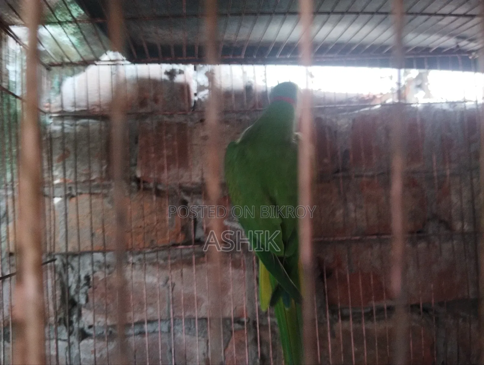 টিয়া পাখি
